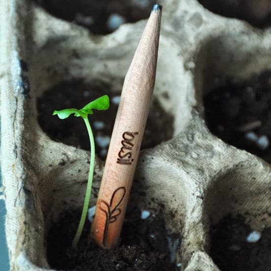 Sprout-nuevo-lapiz-contiene-semilla-se-convierte-en-planta-arbol