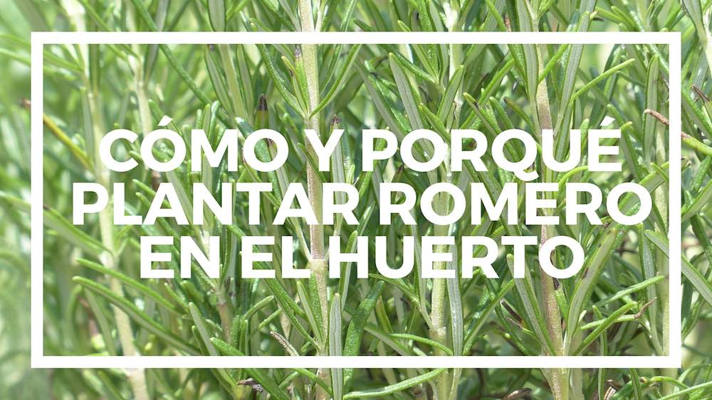 C%c3%b3mo-plantar-romero-en-el-huerto