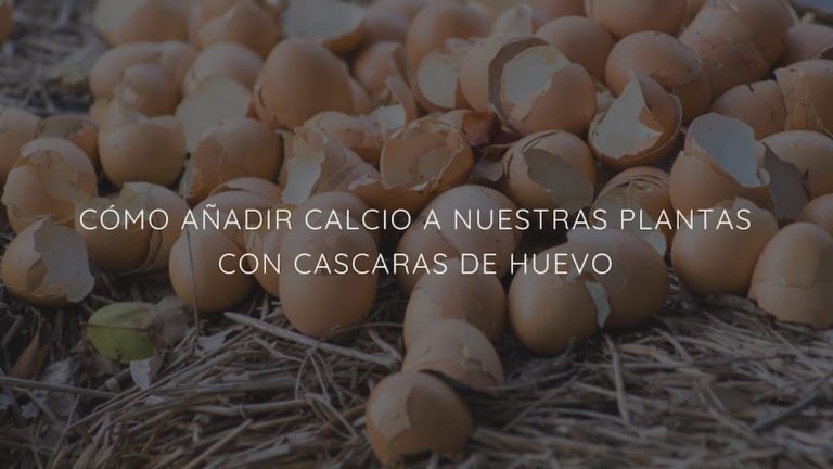 Cómo hacer fertilizante con polvo de cáscaras de huevos usos