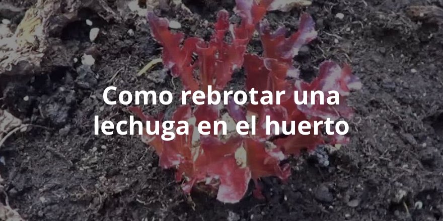 Cómo rebrotar una lechuga en el huerto