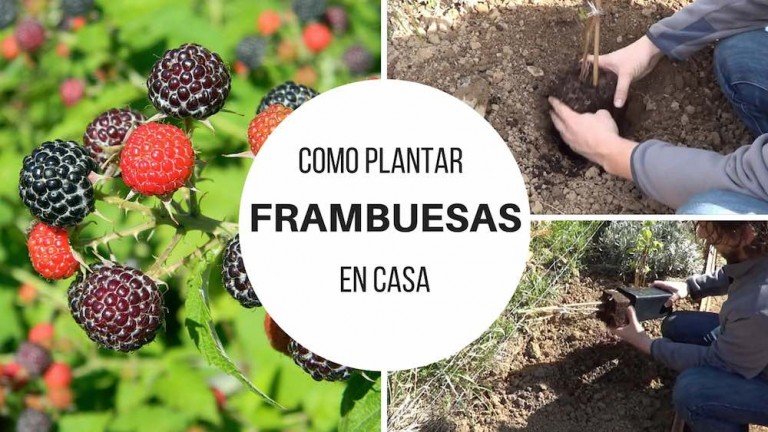 Cómo Hacer Tus Propias Ollas De Barro Paso A Paso Dale A Tus Plantas