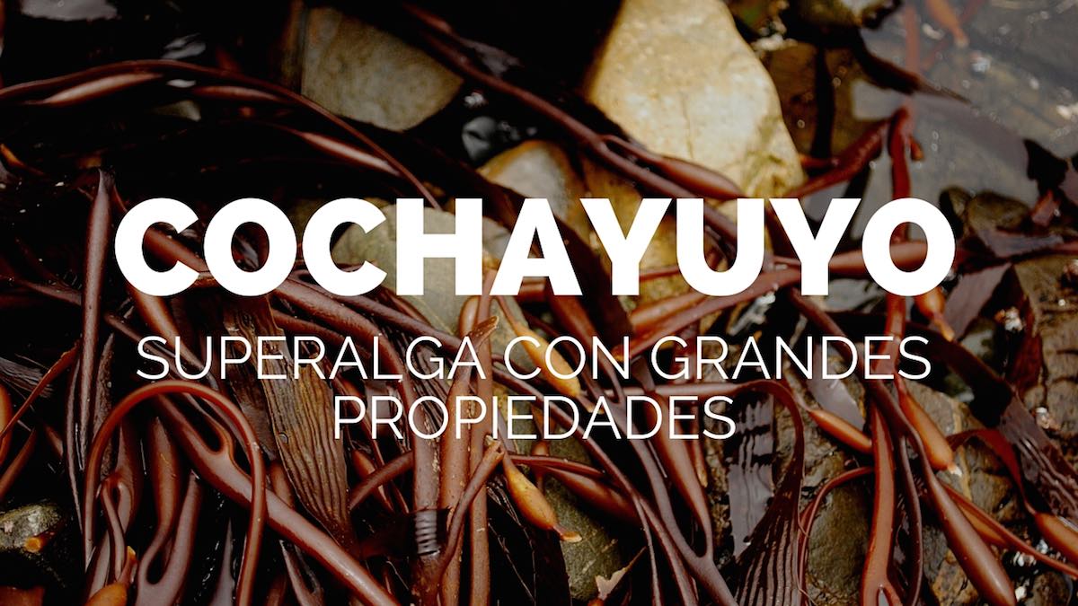 Cocheyuyo-superalga