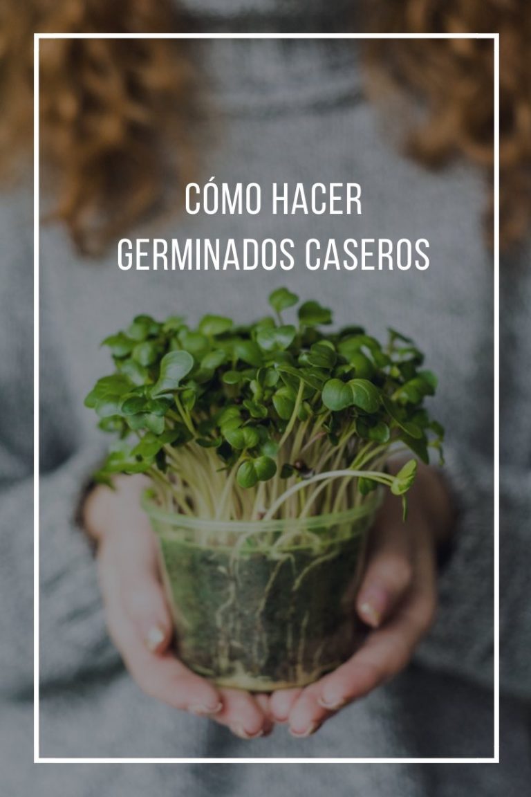 Cómo hacer germinados caseros paso a paso