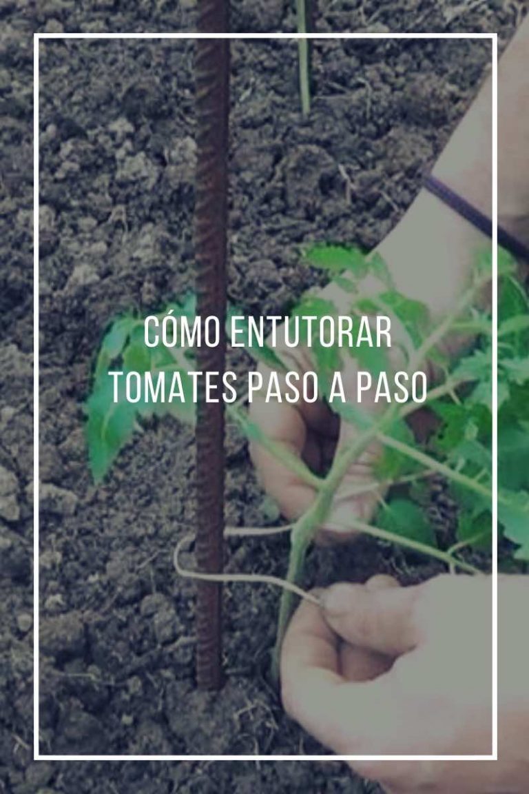 Cómo Entutorar Tomates Paso A Paso