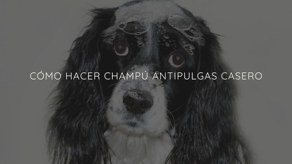 C Mo Hacer Champ Antipulgas Casero