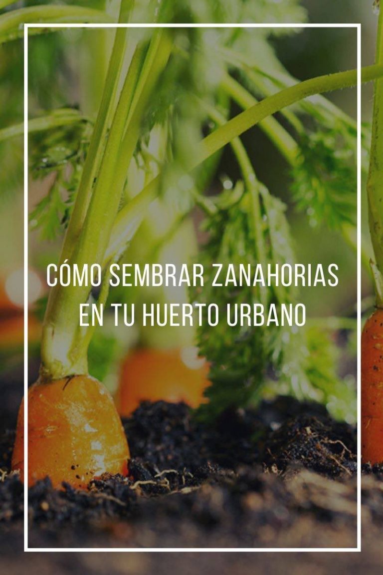 Cómo sembrar zanahorias en tu huerto urbano