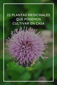 Plantas Medicinales Que Podemos Cultivar En Casa