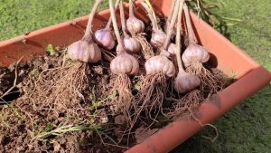 C Mo Cultivar Tus Ajos Sin Semilla Y En Maceta