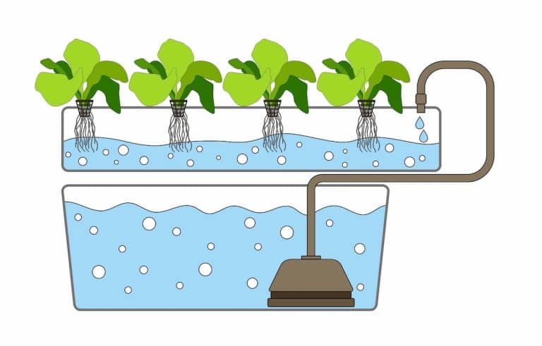 C Mo Hacer Un Sistema Hidrop Nico Casero Con Plantas Expresion