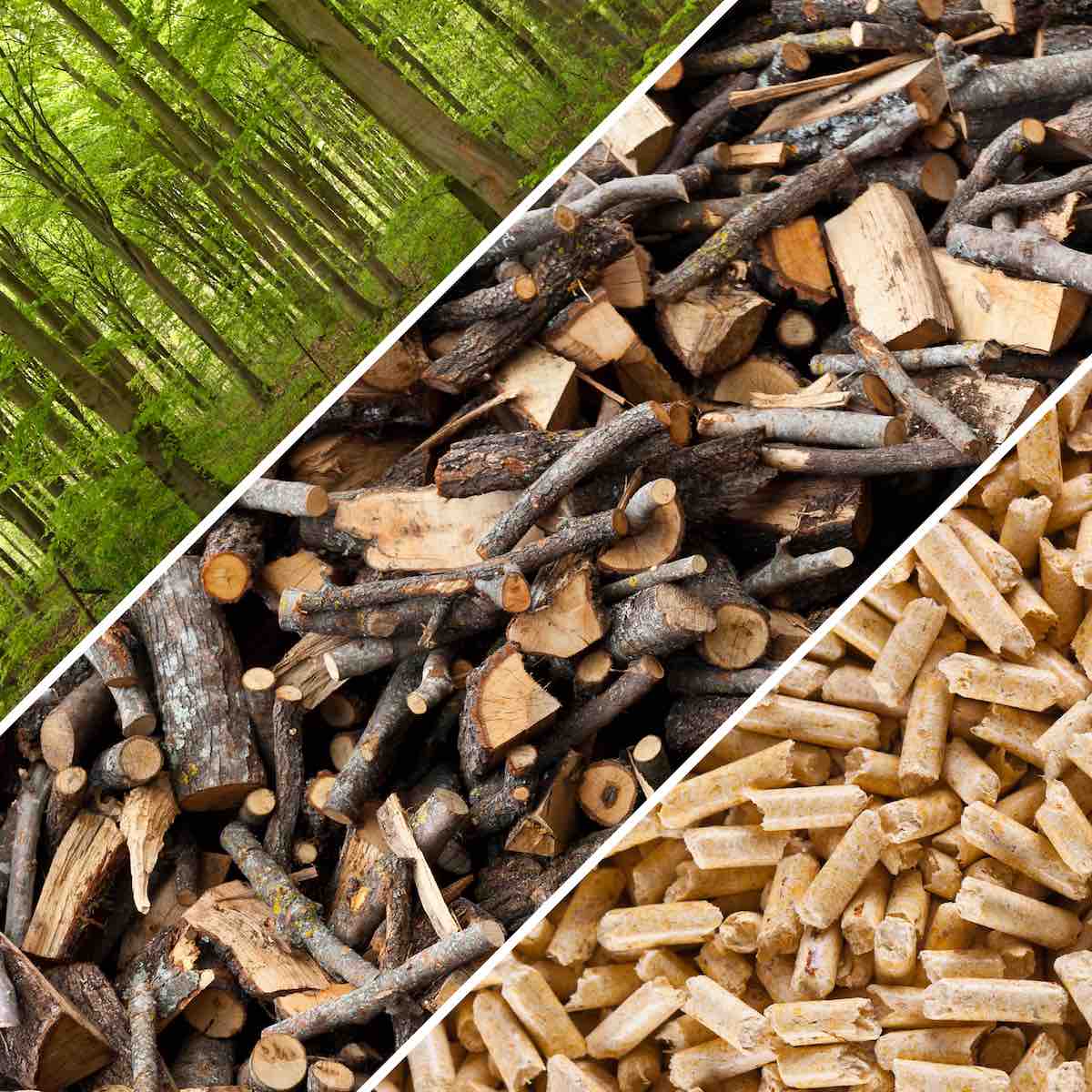 Qué es la Biomasa y cómo funciona: todo lo que debes saber sobre la energía de las plantas