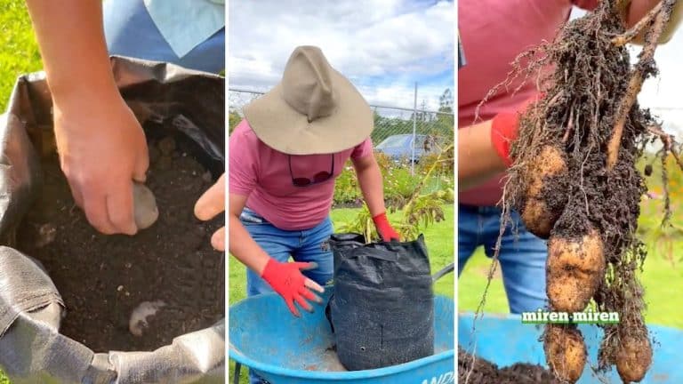 C Mo Cultivar Patatas En Bolsas Una Soluci N Sencilla Para Espacios