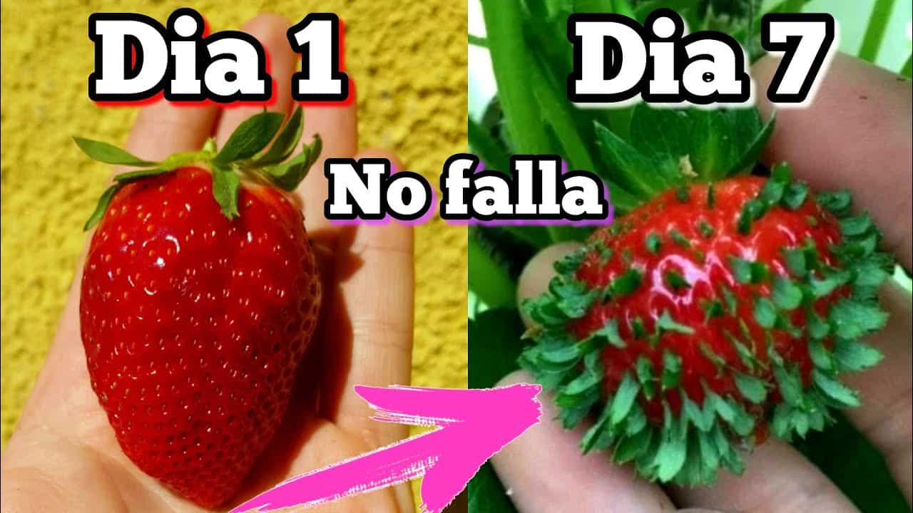 Cientos De Plantas De Fresa En 7 Días Aprende Cómo Germinarlas En Casa