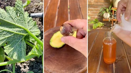 Cómo Hacer Un Insecticida Casero Con La Semilla Del Aguacate Muy