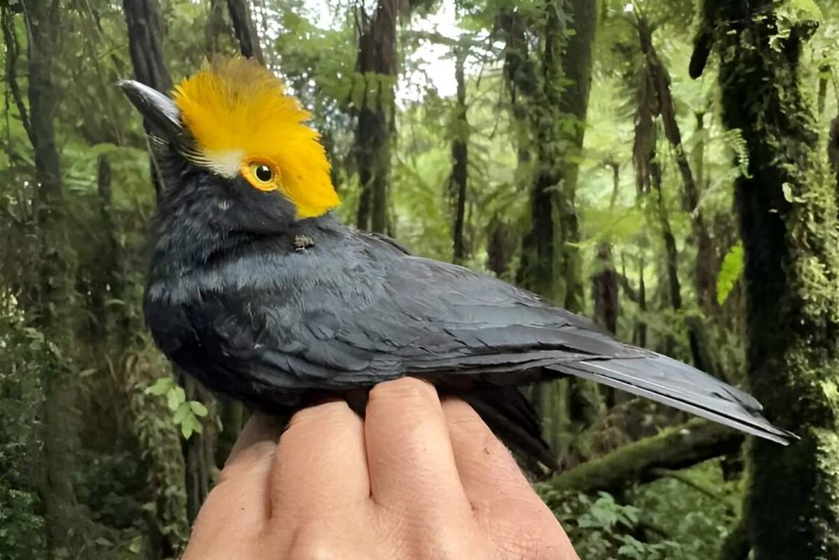 Científicos De La Universidad De Texas Consiguen Las Primeras Fotos