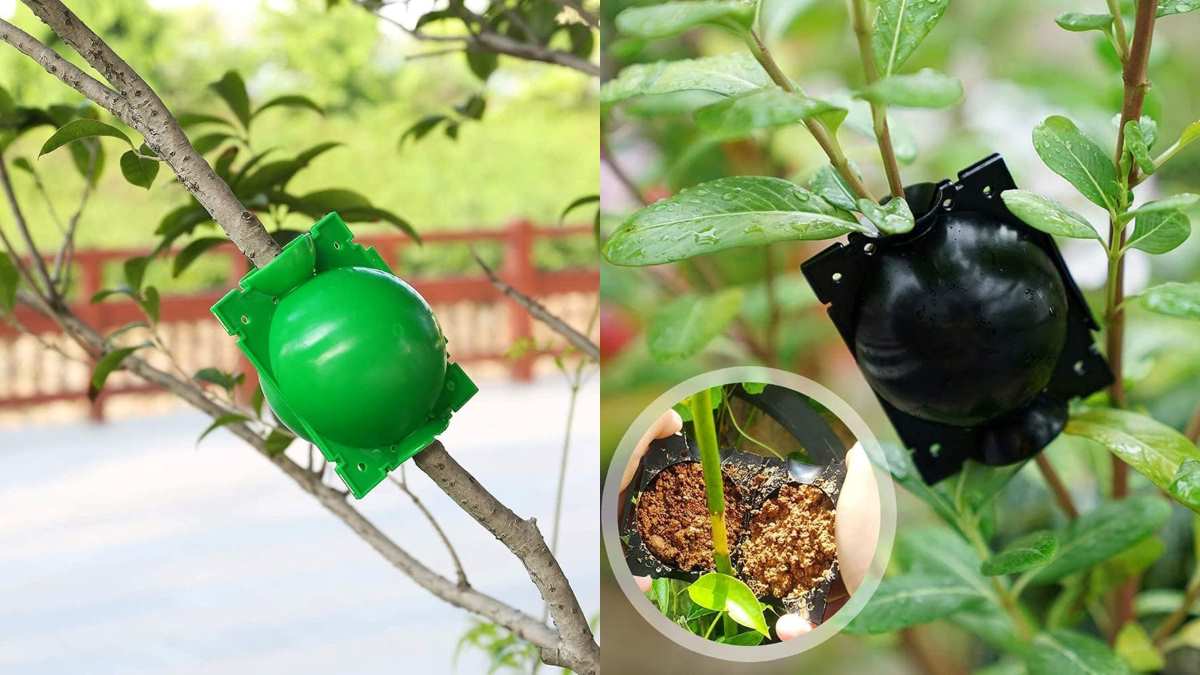 Truco Sencillo Para Resucitar Cualquier Planta Con Un Abono Casero