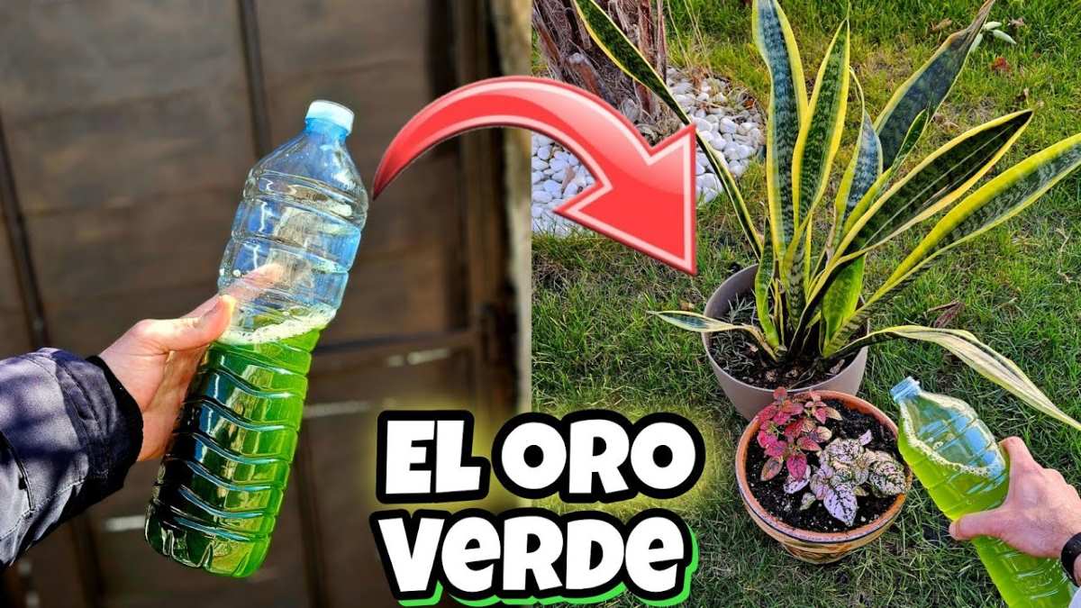 Cómo Hacer Un Potente Abono Casero Natural Con Sansevieria