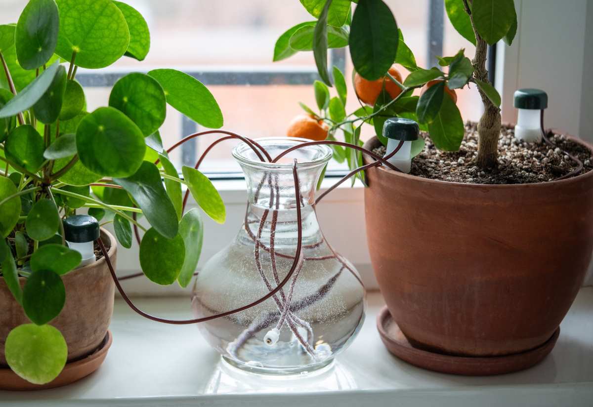 Cómo hacer una lupa casera con agua y una botella de plástico