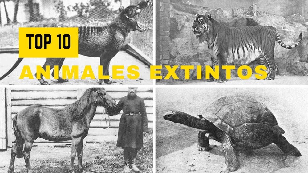 Top 10 de animales extintos