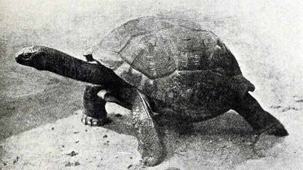 Tortuga gigante de Seychelles
