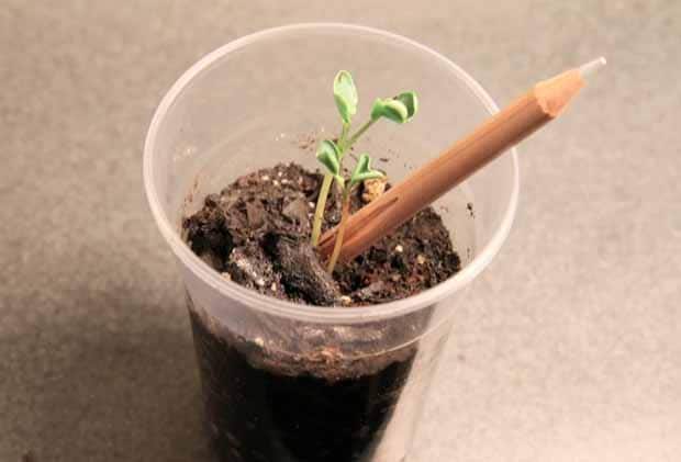 Sprout. Un lápiz con semilla