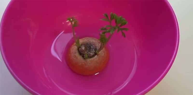 Como rebrotar Zanahorias sin semillas
