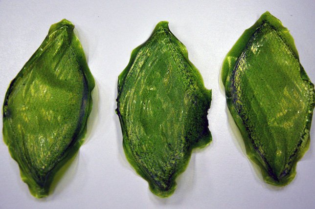 Silk-Leaf-b2