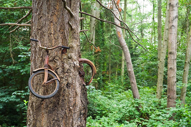 Bicicleta devorada por un árbol