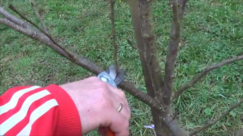 Como podar un árbol frutal corte