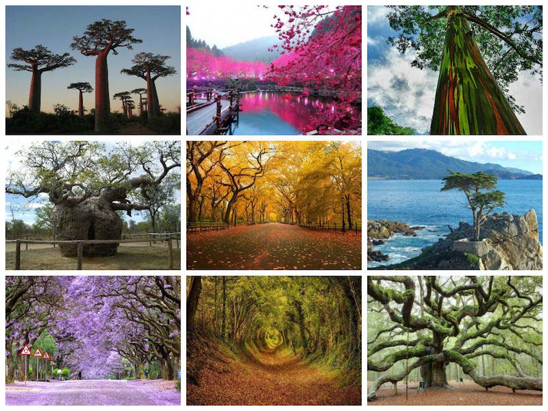 13 de los árboles más bellos y famosos de la Tierra