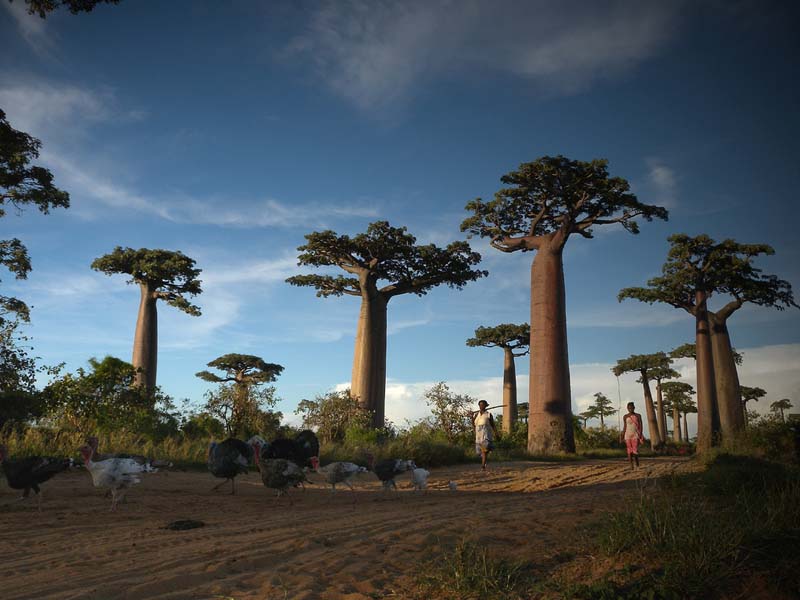 Baobab, Madagascar.