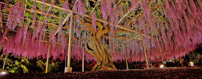 Wisteria Sinensis: Flower Park Ashikaga, Japón.