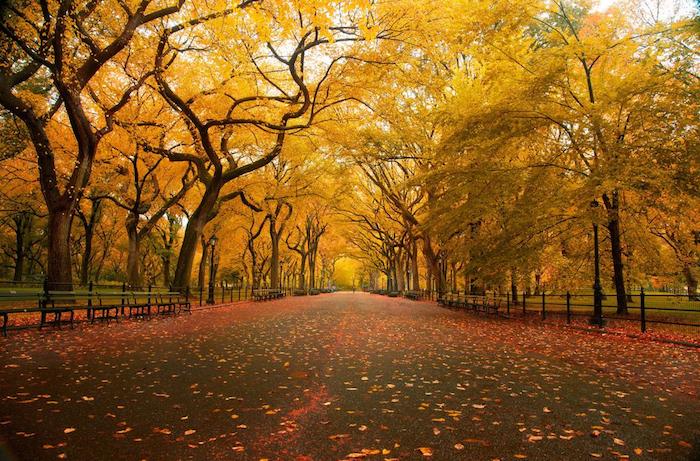 Olmo americano: Central Park, Nueva York.