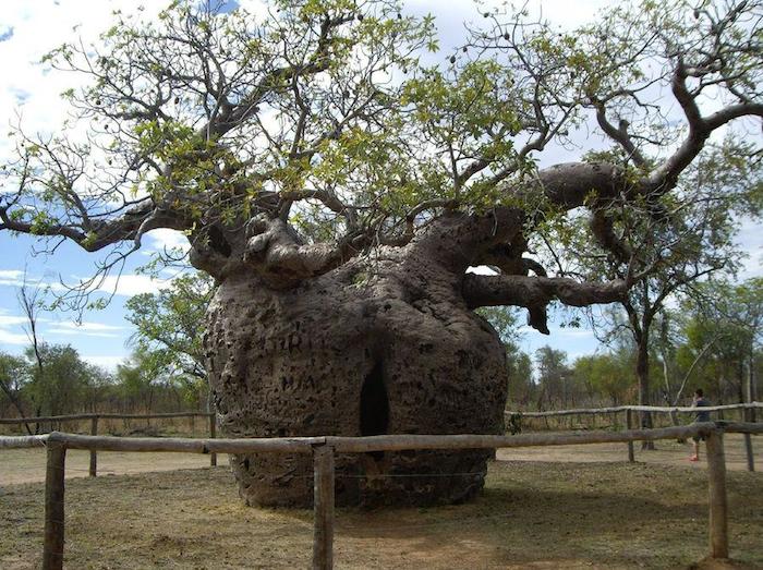 Prisión Boab árbol, Australia.