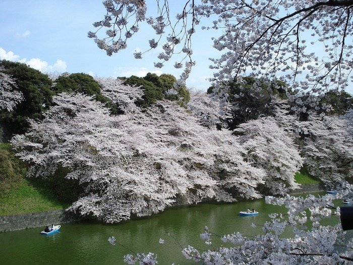 Cherry Blossom: Sakura, Tokio.