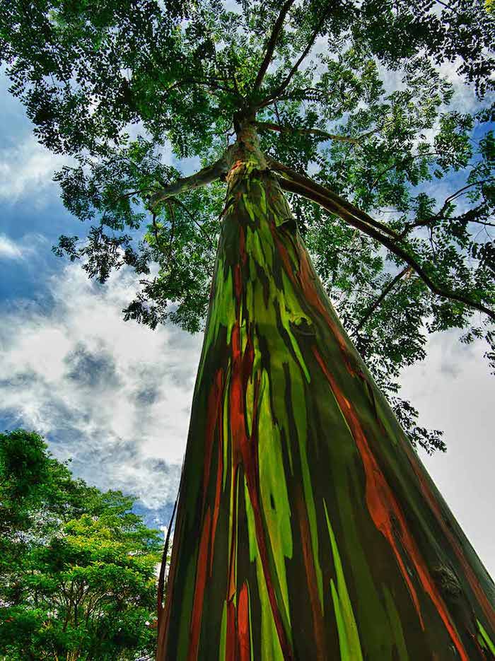 El árbol de eucalipto arco iris en Kauai, Hawaii.