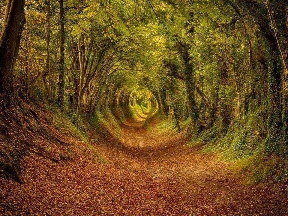 Ashdown Forest, West Sussex, Inglaterra.
