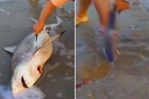 un hombre salva a tres crias de tiburon haciendo una cesarea a la madre muerta