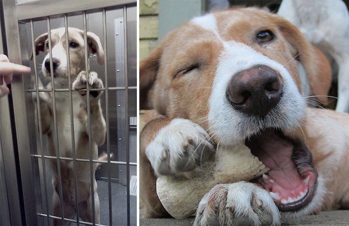 El antes y después de la adopción