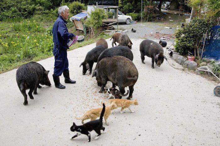 El Hombre que regresó a Fukushima para alimentar a los animales que se abandonaron1