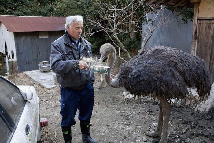 El Hombre que regresó a Fukushima para alimentar a los animales que se abandonaron11