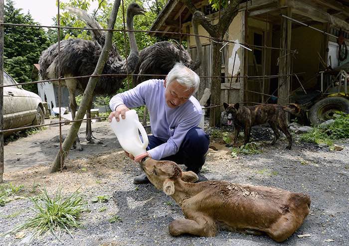 El Hombre que regresó a Fukushima para alimentar a los animales que se abandonaron3