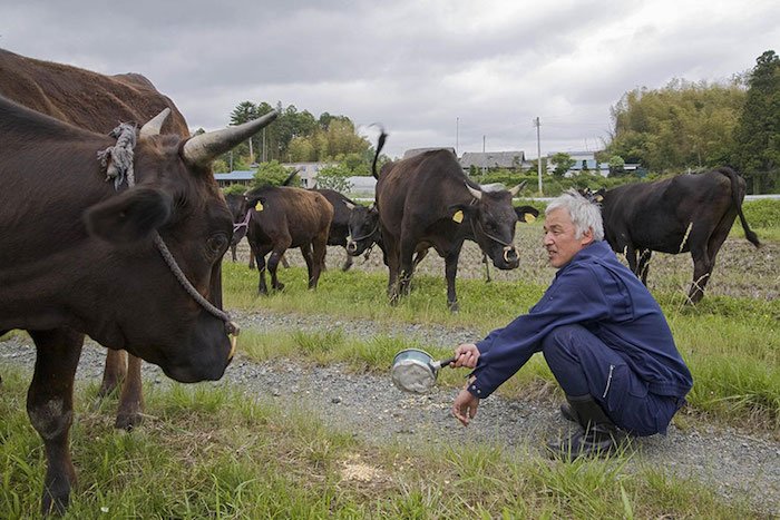 El Hombre que regresó a Fukushima para alimentar a los animales que se abandonaron4