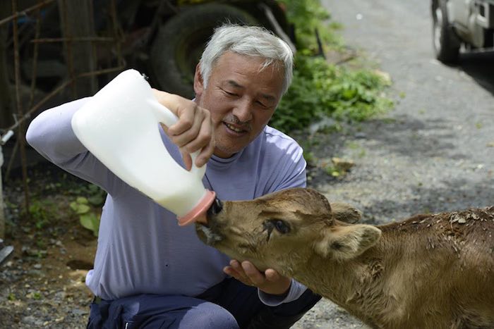 El Hombre que regresó a Fukushima para alimentar a los animales que se abandonaron5