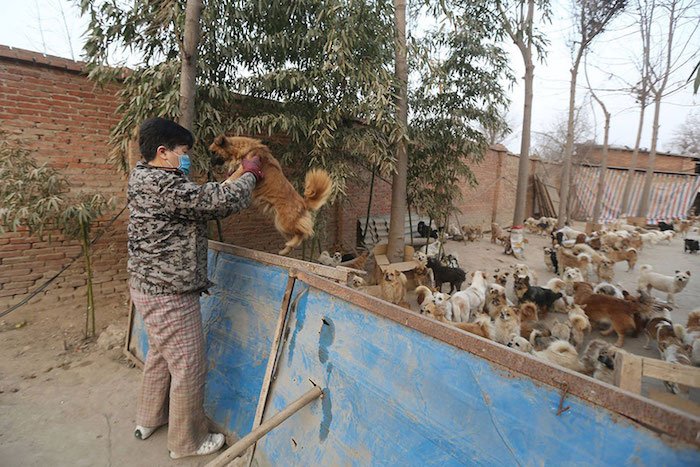 Estas mujeres chinas se despiertan a las 4 de la mañana para alimentar 1300 perros abandonados