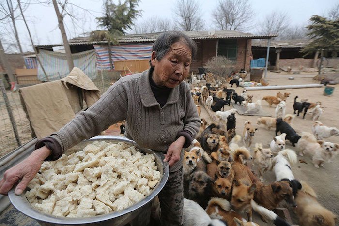 Estas mujeres chinas se despiertan a las 4 de la mañana para alimentar a 1300 perros abandonados
