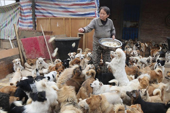 Estas mujeres chinas se despiertan a las 4 de la mañana para alimentar a 1300 perros callejeros