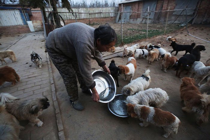 Estas mujeres chinas se despiertan a las 4 de la mañana para alimentar a 1300 perros