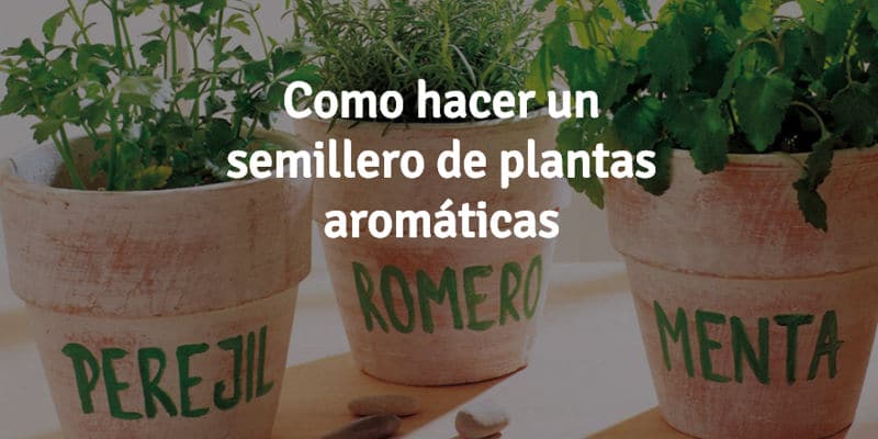 Como-hacer-un-semillero-de-plantas-aromáticas