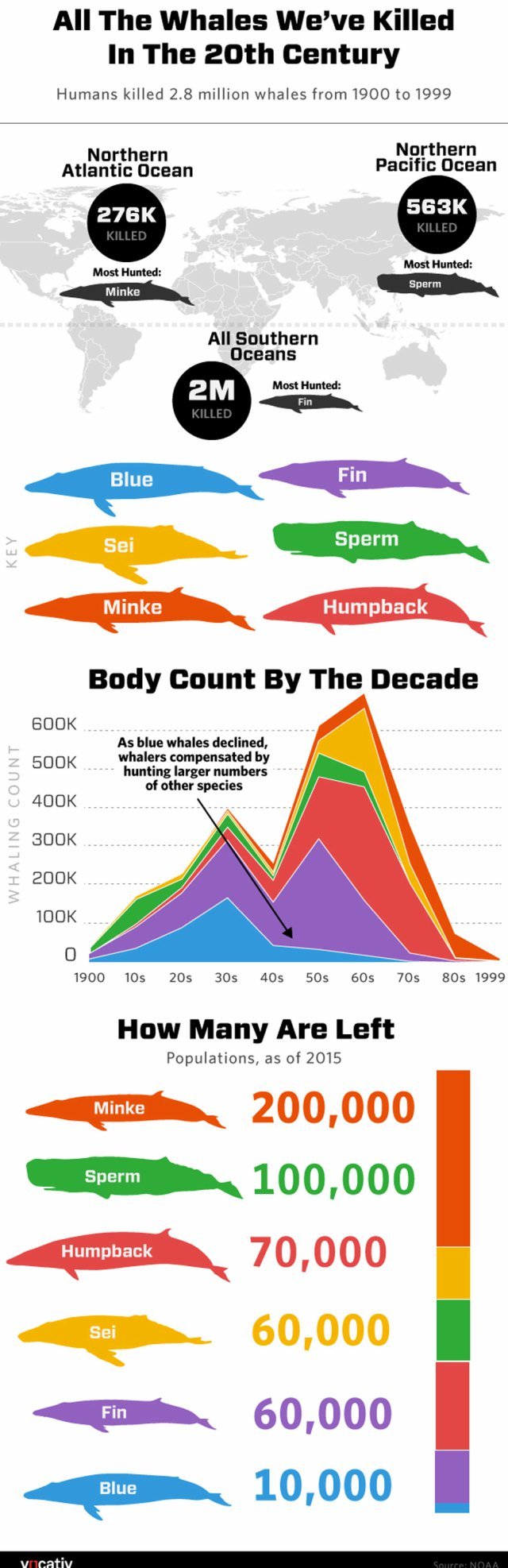 Los números del exterminio de ballenas en el siglo XX