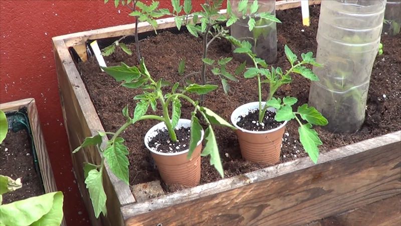 Cómo tener una planta de tomate en 15 días